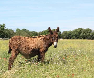 Crédit : Ile d'Oléron Marennes Tourisme