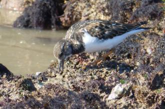 Tournepierre-à-collier à la réserve naturelle de Moëze-Oléron