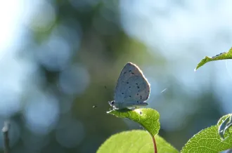 Azuré, observer le tout petit