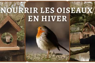 Nourrir les Oiseaux en Hiver