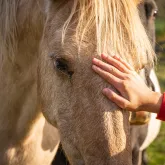 Autour des animaux