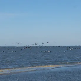 Les oiseaux à la pointe des doux - réserve naturelle de Moëze-Oléron