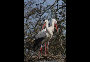 Cigognes Blanches