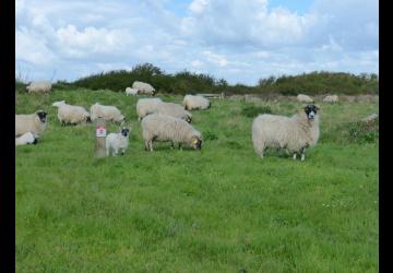 Les moutons de la réserve naturelle