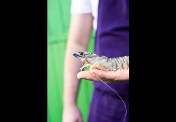 Crevettes Impériales des Marais