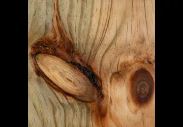 Sous le regard des arbres