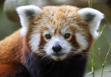 Panda roux