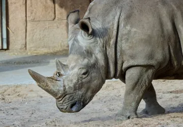 Rhinocéros blanc