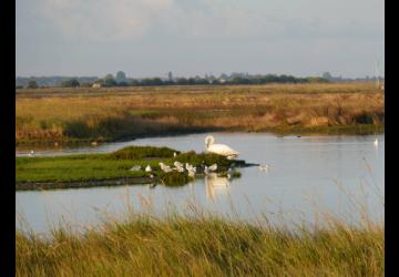 Reserve-Moeze-Oleron-LPO-observatoire