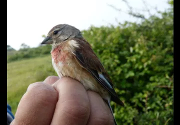 Reserve-Moeze-Oleron-LPO-Linotte mélodieuse en main