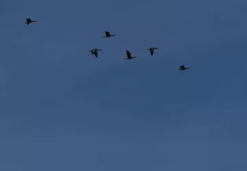 Oie cendré en migration