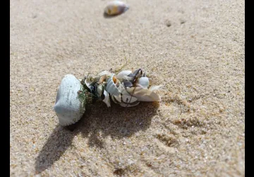 Printemps des réserves naturelles, rendez-vous à Moëze-Oléron_Saint-Froult