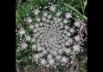Plantes sauvages comestibles et yoga