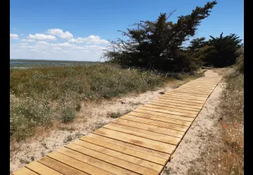 Semaine de l'Arbre et du Paysage : Déambulation au cœur des paysages dunaires