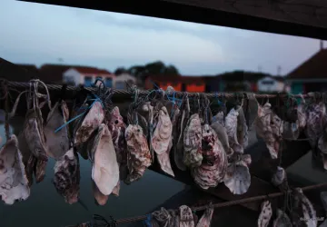 Exposition de photographies - Pierre Callandreau